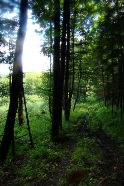 Dogtrekking Havinošľap III (Mid) (Volovské vrchy)