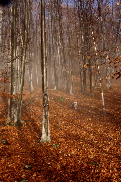 Folkmarská skala (Volovské vrchy)