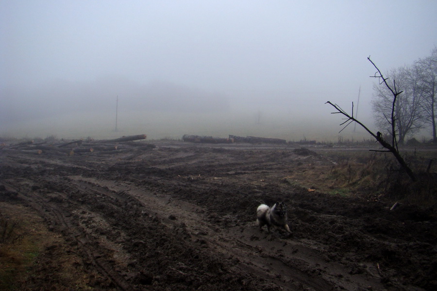 Folkmarská skala (Volovské vrchy)