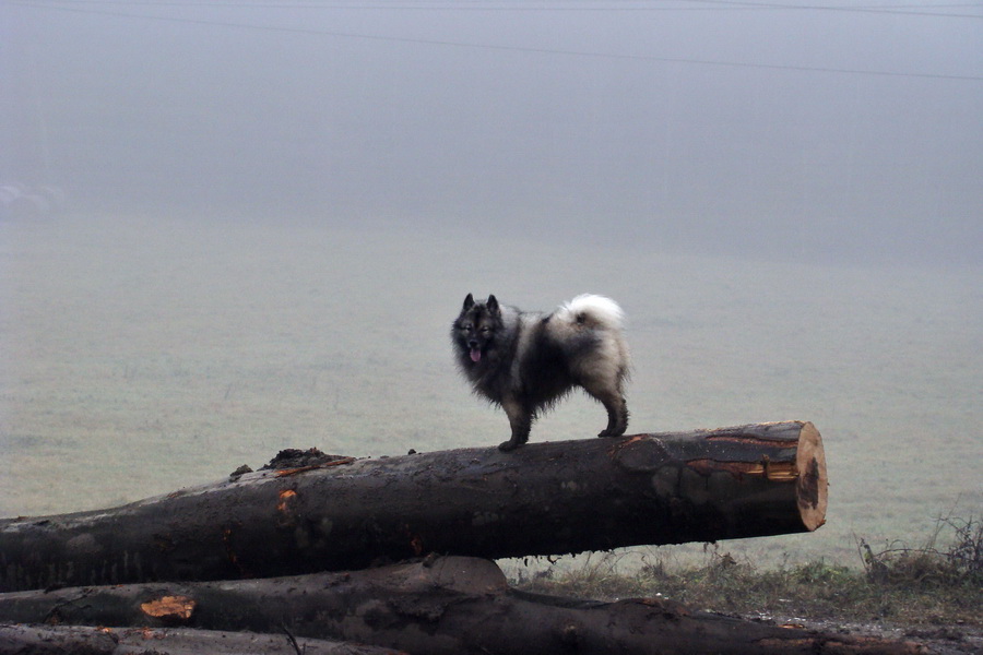 Folkmarská skala (Volovské vrchy)