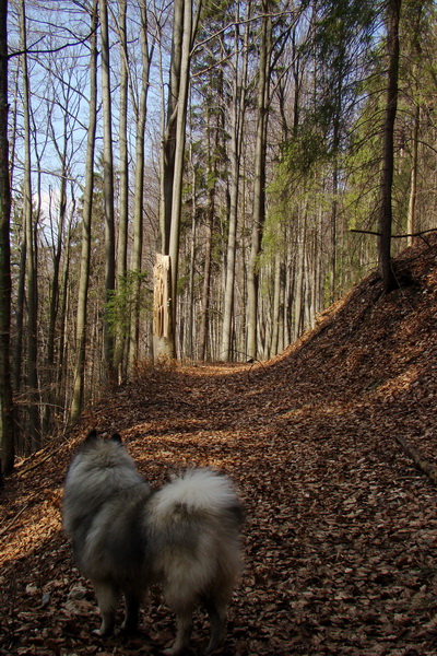 Geravy zo Spišských Tomášoviec (Slovenský raj)