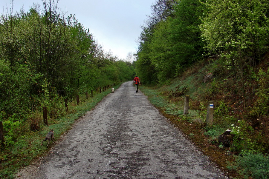 Gerlašská skala (Slovenský kras)