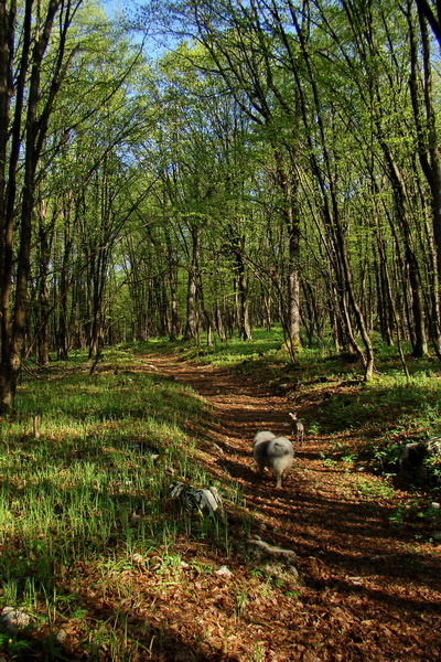 Gerlašská skala (Slovenský kras)