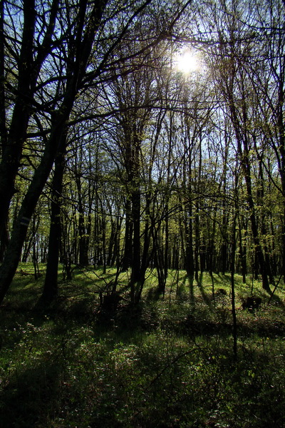 Gerlašská skala (Slovenský kras)