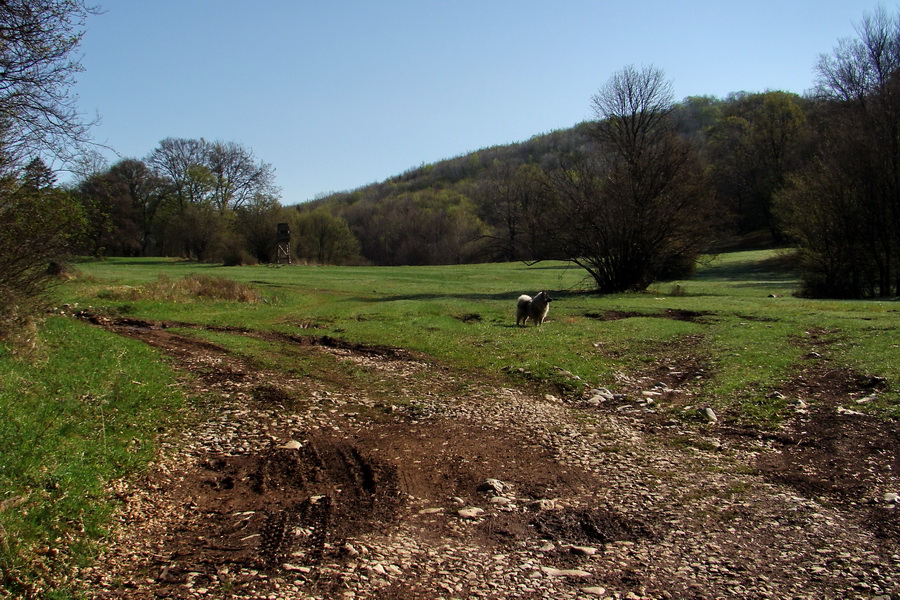 Gerlašská skala (Slovenský kras)