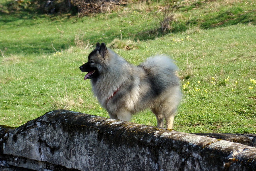 Gerlašská skala (Slovenský kras)