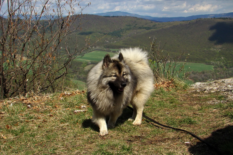 Gerlašská skala (Slovenský kras)