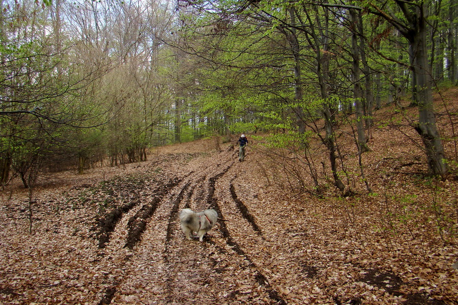 Gerlašská skala (Slovenský kras)