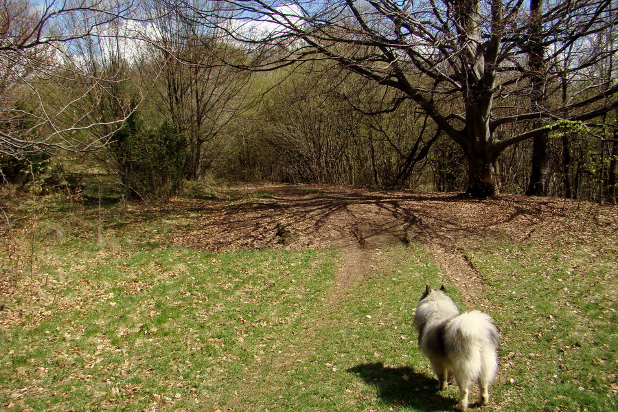 Gerlašská skala (Slovenský kras)