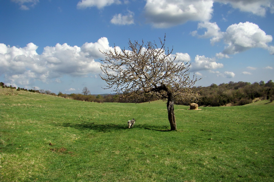 Gerlašská skala (Slovenský kras)