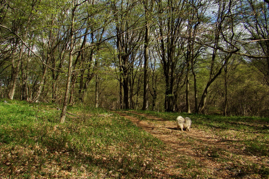 Gerlašská skala (Slovenský kras)