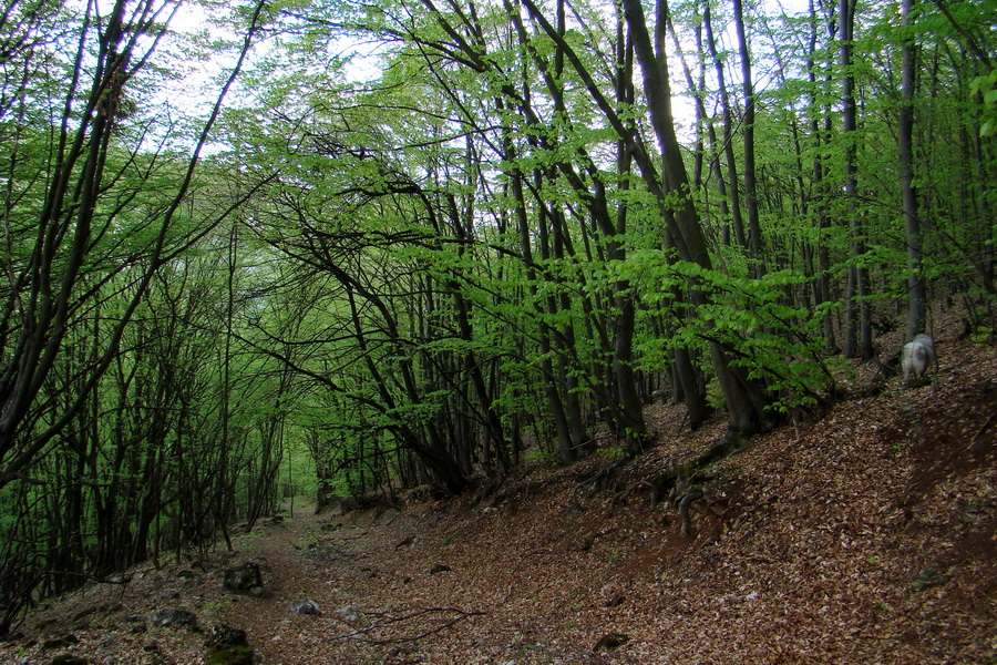 Gerlašská skala (Slovenský kras)