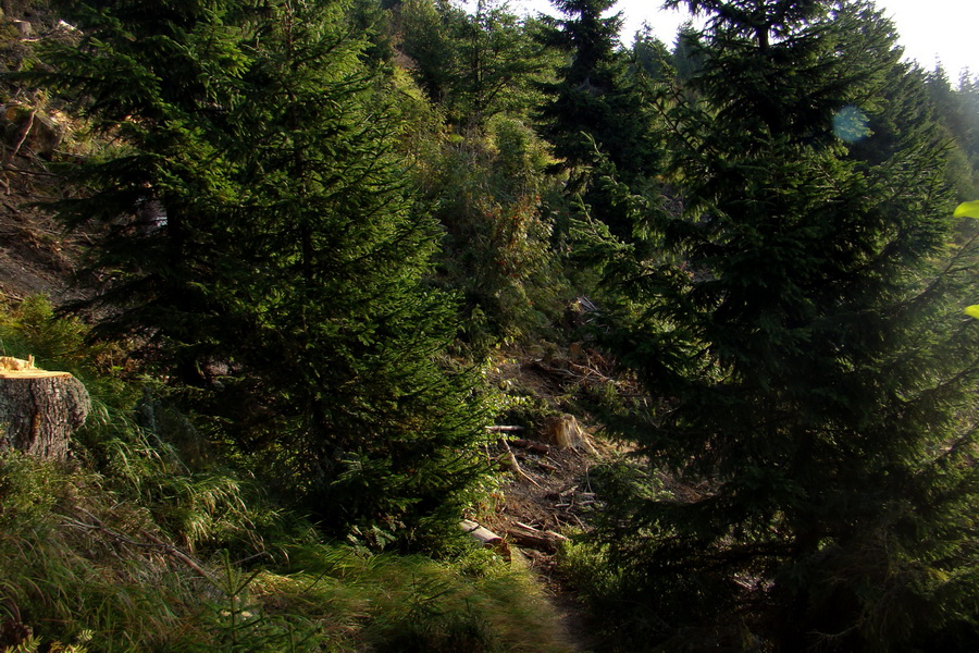 Hrebeňovka Nízkych Tatier - 4 deň (Nízke Tatry)