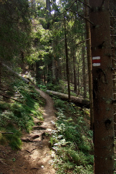 Hrebeňovka Nízkych Tatier - 4 deň (Nízke Tatry)