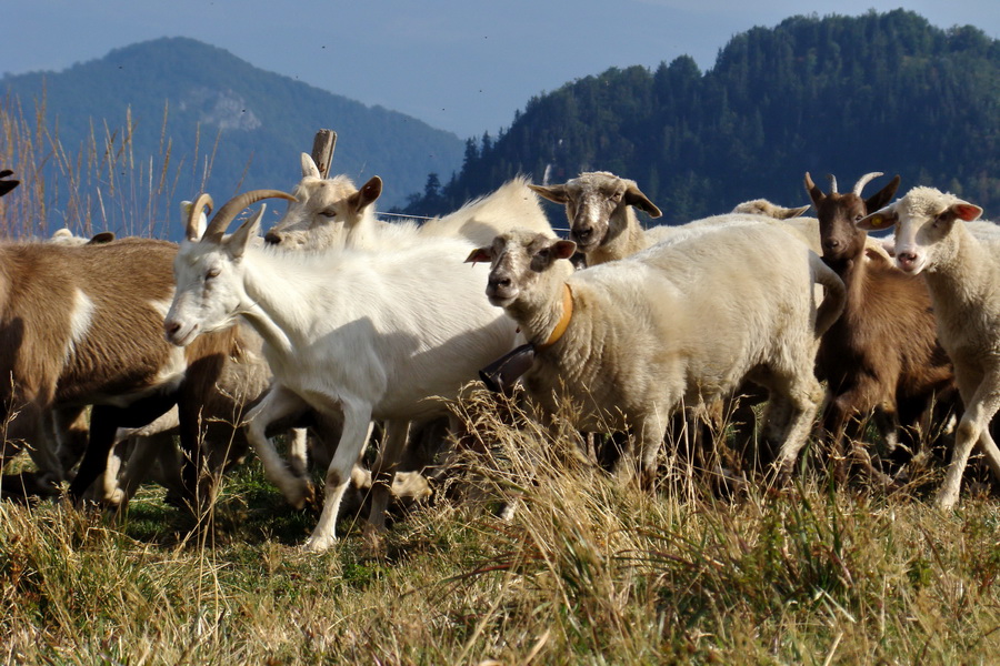 Hrebeňovka Veľkej Fatry - 1 deň (Veľká Fatra)