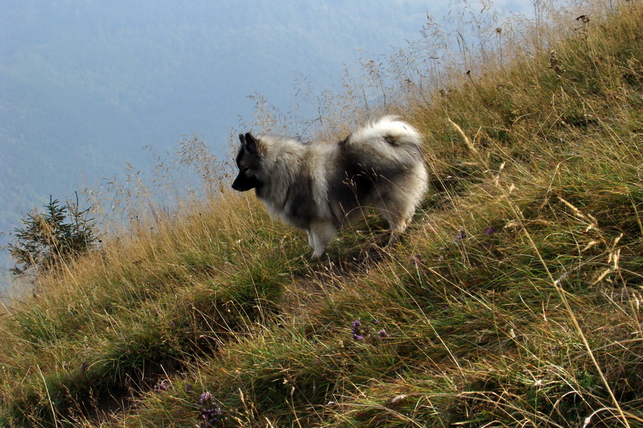 Hrebeňovka Veľkej Fatry - 2 deň (Veľká Fatra)