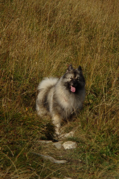 Hrebeňovka Veľkej Fatry - 2 deň (Veľká Fatra)