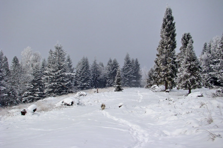 Kloptaň v zime (Volovské vrchy)
