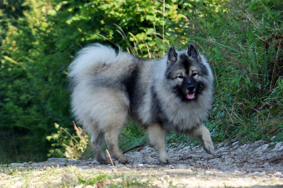 Kojšovská hoľa z Prakoviec (Volovské vrchy)