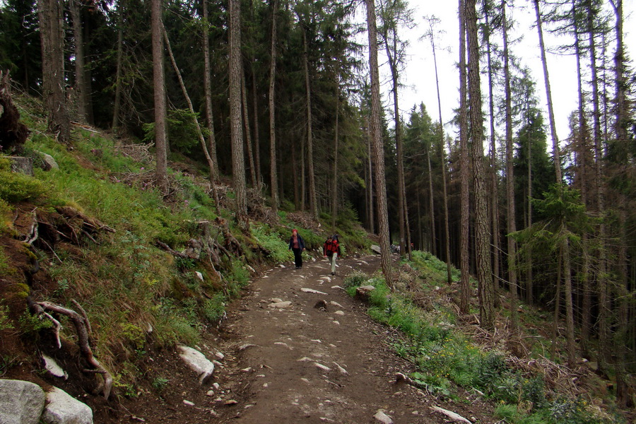 Kôprovský štít so psom (Vysoké Tatry)