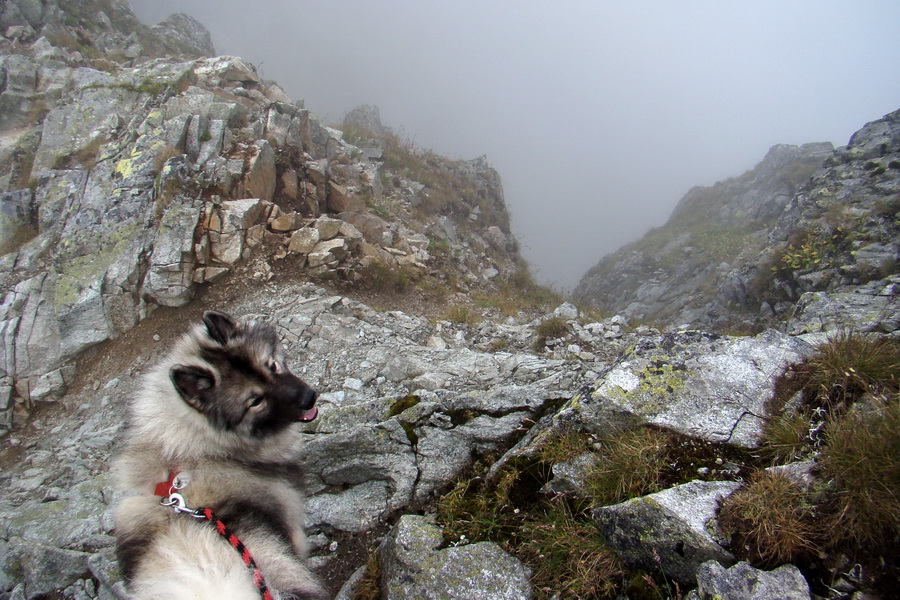 Kôprovský štít so psom (Vysoké Tatry)