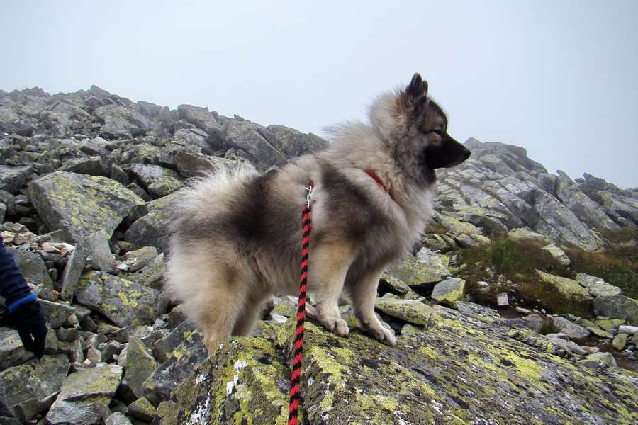 Kôprovský štít so psom (Vysoké Tatry)