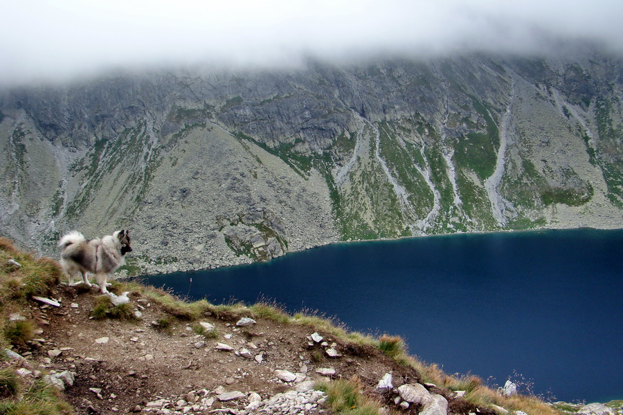 Kôprovský štít so psom (Vysoké Tatry)