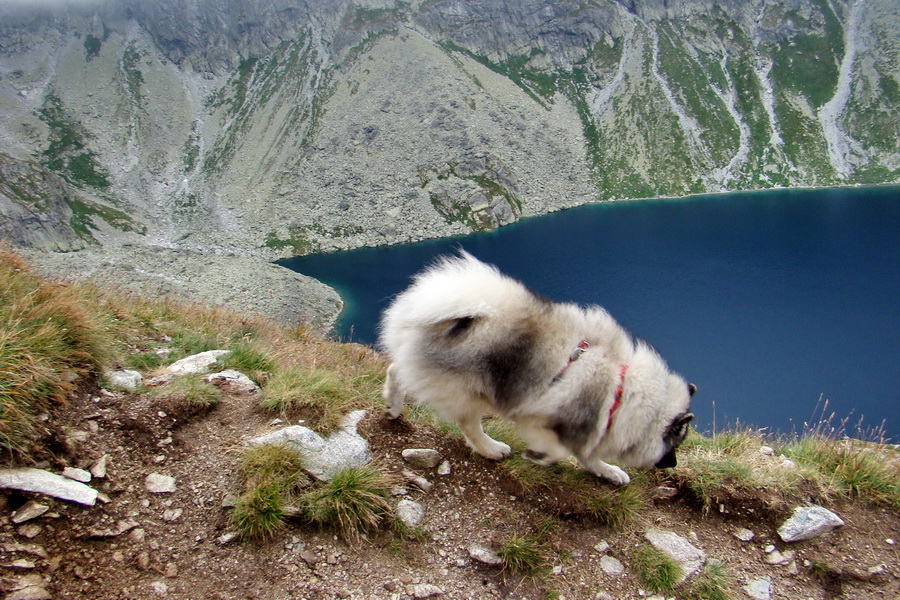 Kôprovský štít so psom (Vysoké Tatry)