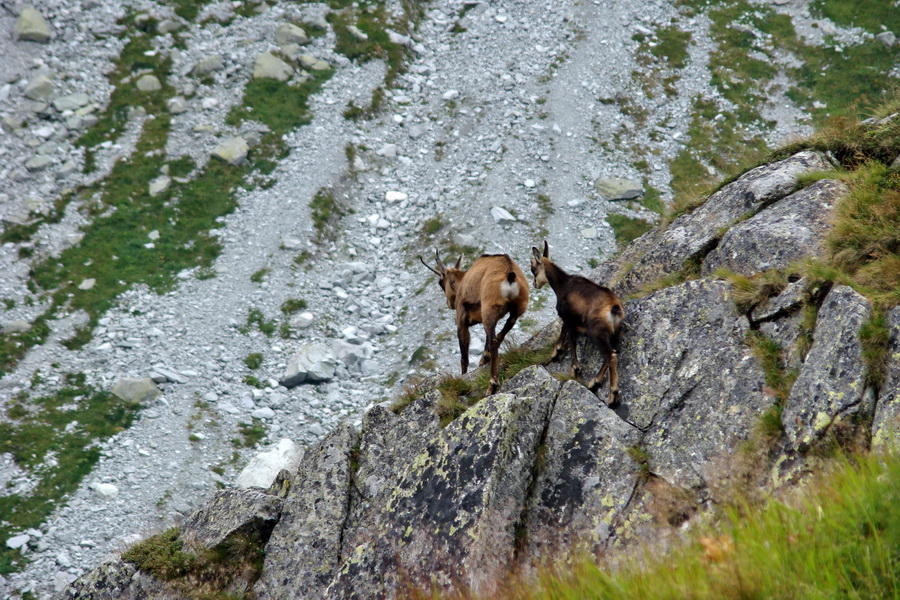 Kôprovský štít so psom (Vysoké Tatry)