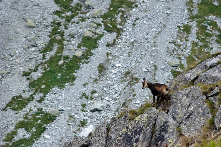 Kôprovský štít so psom (Vysoké Tatry)