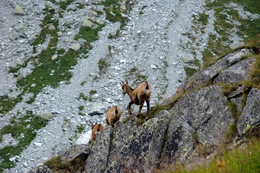 Kôprovský štít so psom (Vysoké Tatry)