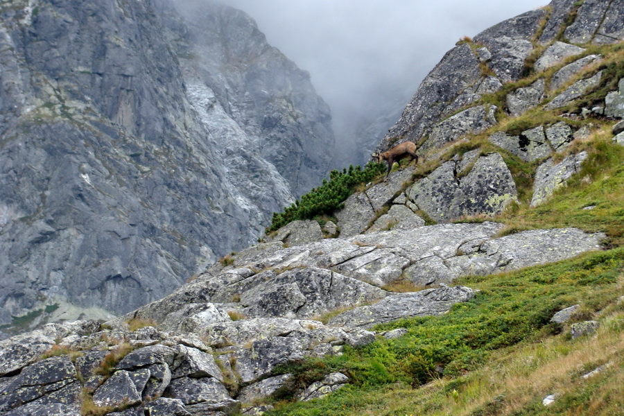 Kôprovský štít so psom (Vysoké Tatry)