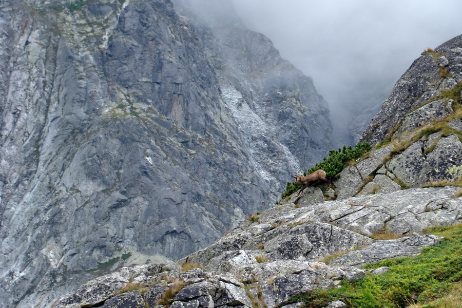 Kôprovský štít so psom (Vysoké Tatry)