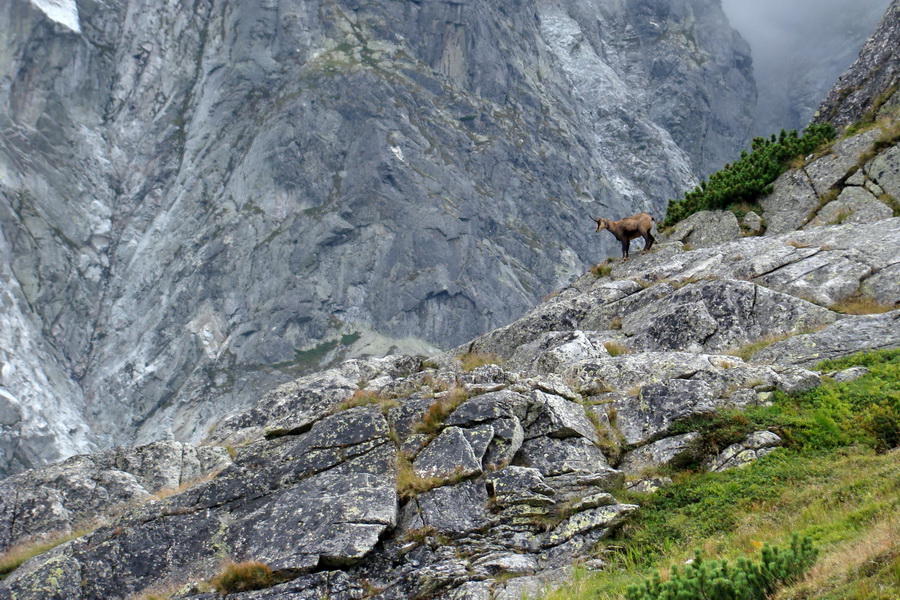 Kôprovský štít so psom (Vysoké Tatry)