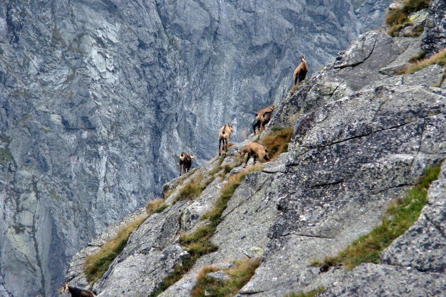 Kôprovský štít so psom (Vysoké Tatry)