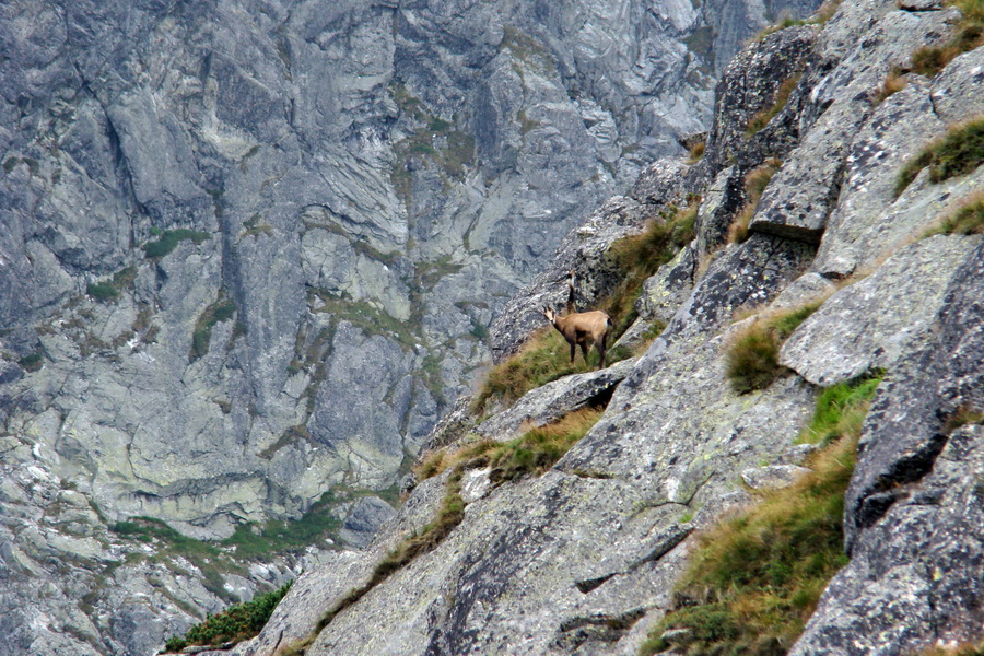 Kôprovský štít so psom (Vysoké Tatry)