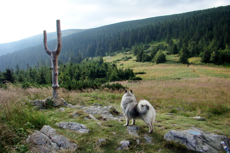 Kráľova hoľa z Andrejcovej (Nízke Tatry)