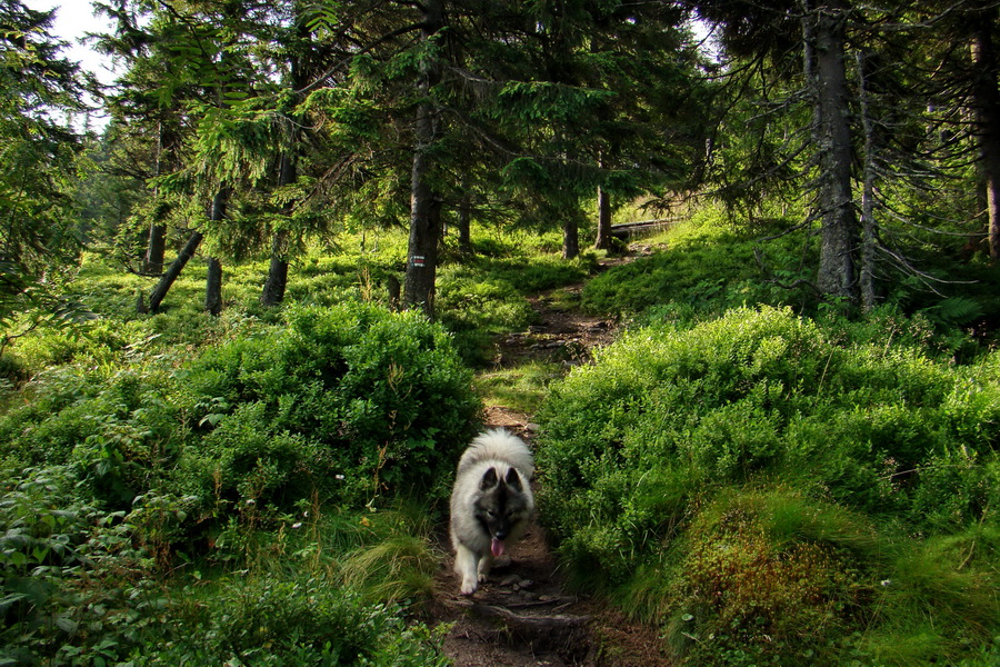 Kráľova hoľa z Andrejcovej (Nízke Tatry)