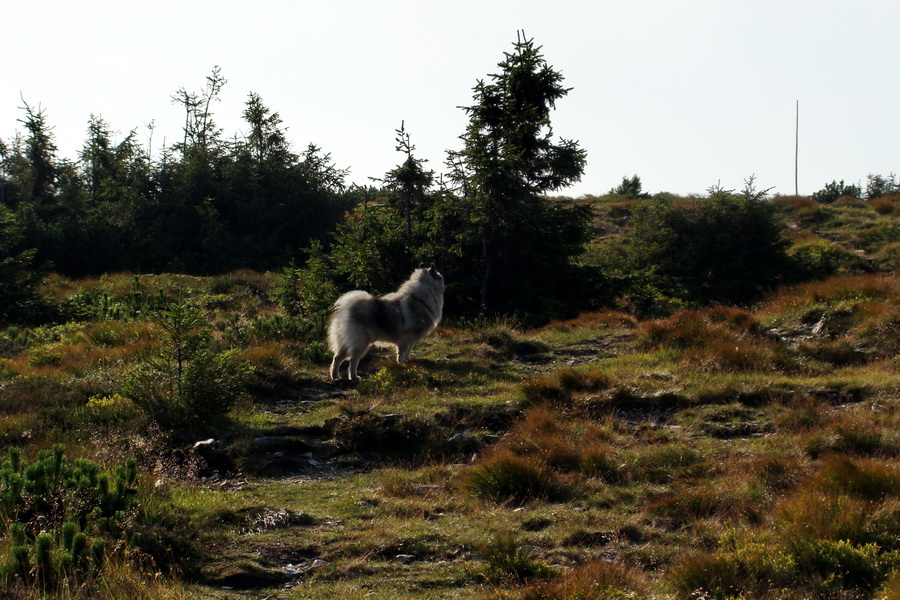 Kráľova hoľa z Andrejcovej (Nízke Tatry)