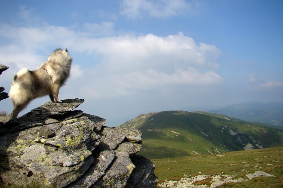 Kráľova hoľa z Andrejcovej (Nízke Tatry)