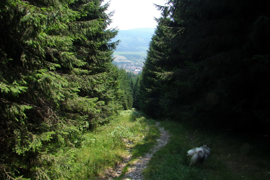 Kráľova hoľa z Andrejcovej (Nízke Tatry)