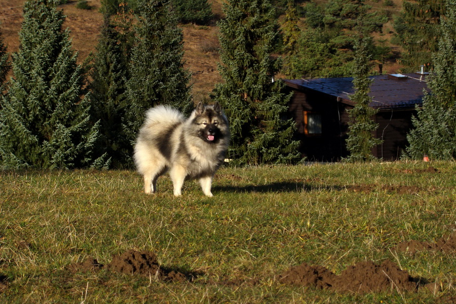 Poludnica (Nízke Tatry)