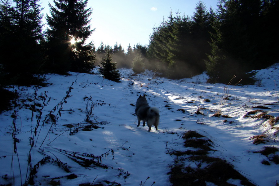 Poludnica (Nízke Tatry)