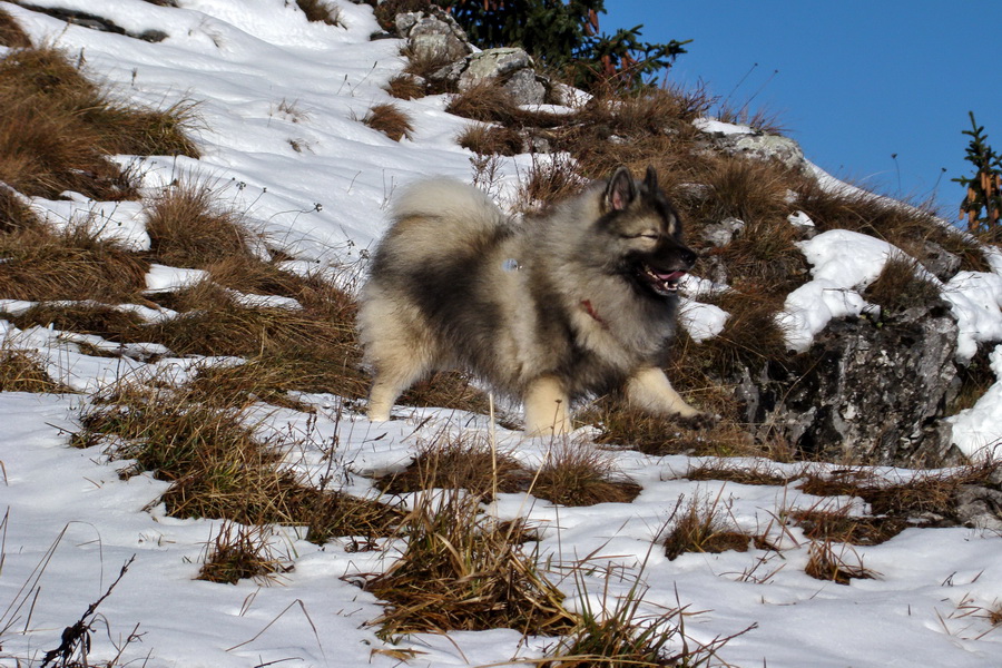 Poludnica (Nízke Tatry)