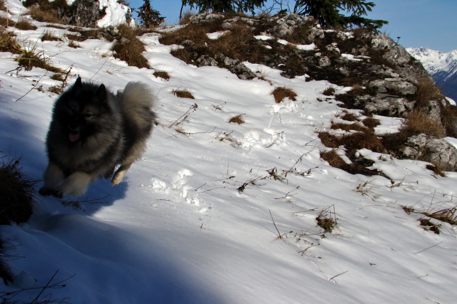 Poludnica (Nízke Tatry)