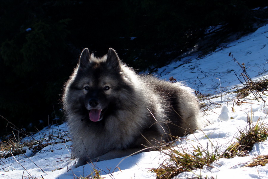 Poludnica (Nízke Tatry)