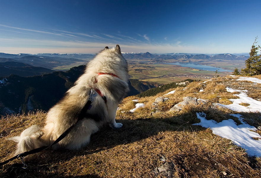 Poludnica (Nízke Tatry)