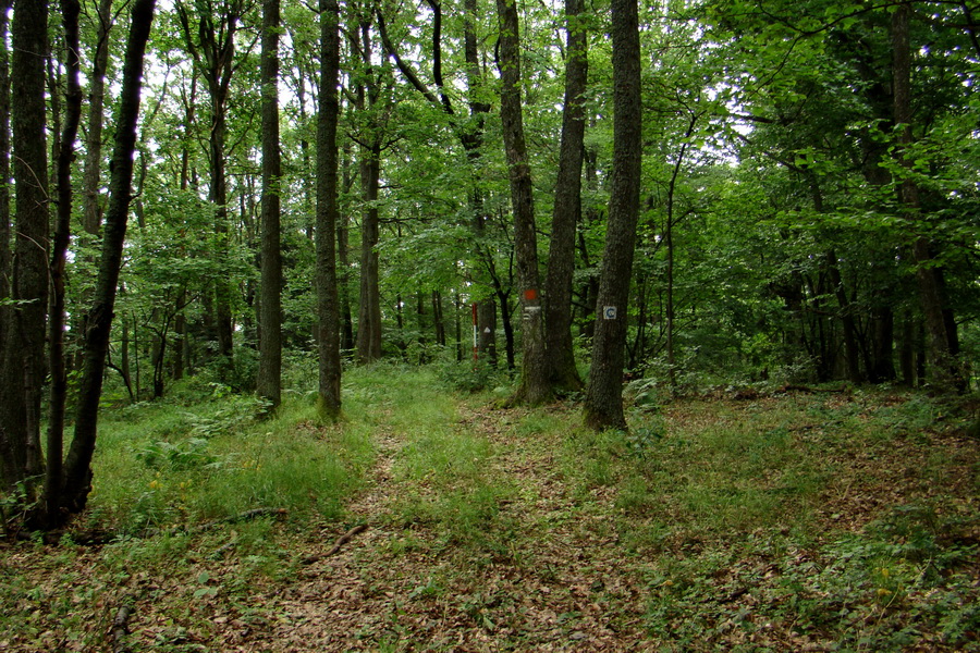 Prechod Koniarskou planinou (Slovenský kras)