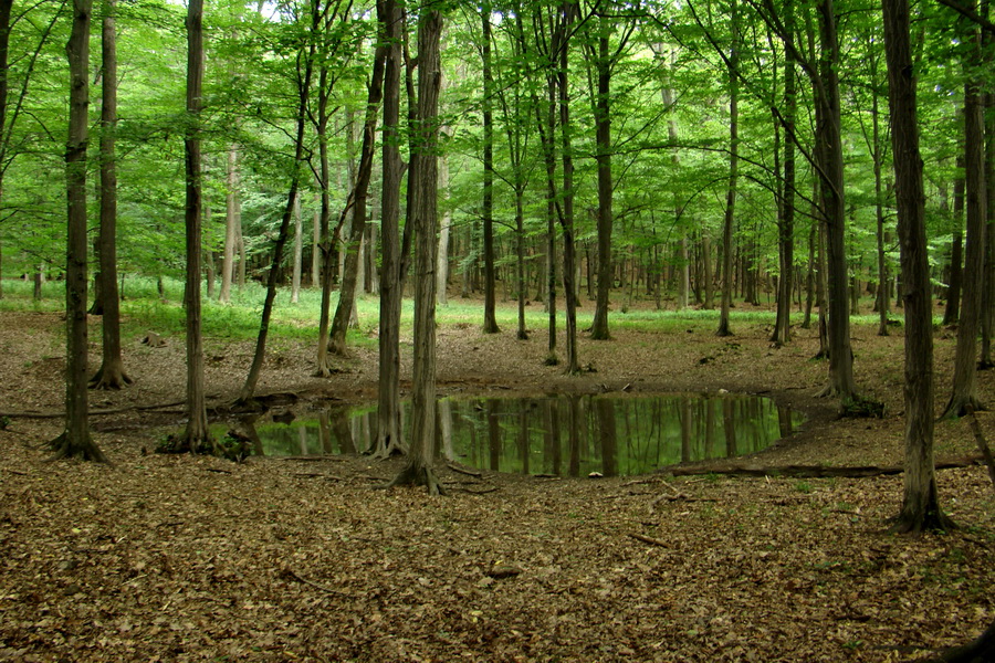 Prechod Koniarskou planinou (Slovenský kras)