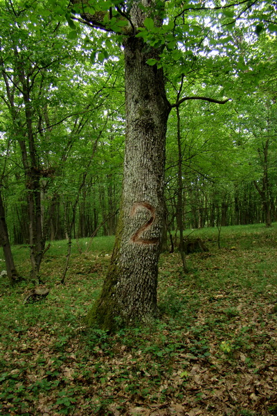 Prechod Koniarskou planinou (Slovenský kras)